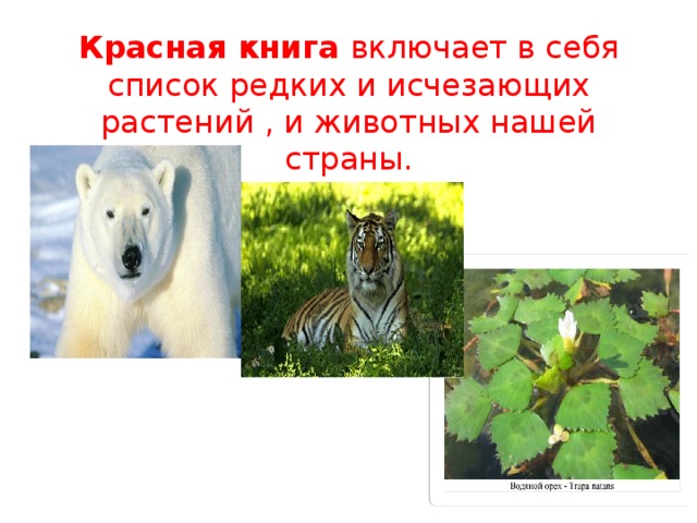 Красная книга включает в себя список редких и исчезающих растений , и животных нашей страны. 