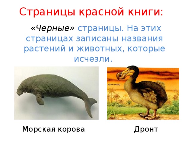 Страницы красной книги:  «Черные» страницы. На этих страницах записаны названия растений и животных, которые исчезли. Морская корова Дронт 