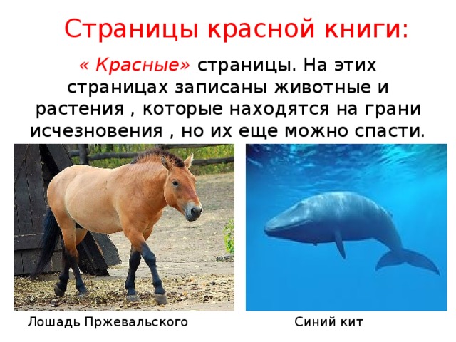 Страницы красной книги: « Красные» страницы. На этих страницах записаны животные и растения , которые находятся на грани исчезновения , но их еще можно спасти. Лошадь Пржевальского Синий кит 