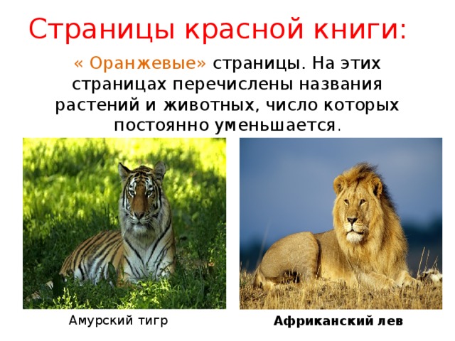 Страницы красной книги: « Оранжевые» страницы. На этих страницах перечислены названия растений и животных, число которых постоянно уменьшается . Амурский тигр Африканский   лев 