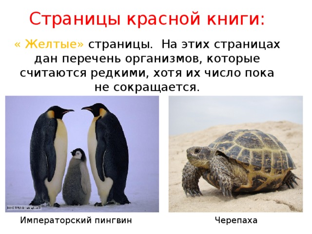 Страницы красной книги: « Желтые» страницы. На этих страницах дан перечень организмов, которые считаются редкими, хотя их число пока не сокращается. Императорский пингвин Черепаха 