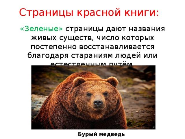 Страницы красной книги: «Зеленые» страницы дают названия живых существ, число которых постепенно восстанавливается благодаря стараниям людей или естественным путём. Бурый медведь 
