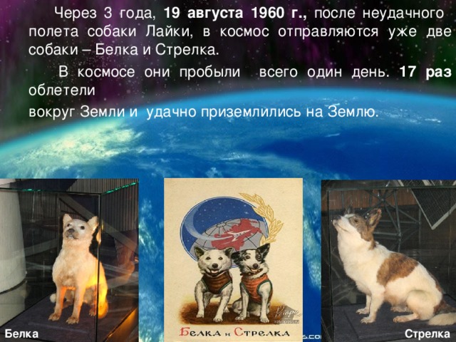 Через 3 года, 19 августа 1960 г., после неудачного полета собаки Лайки, в космос отправляются уже две собаки – Белка и Стрелка.  В космосе они пробыли всего один день. 17 раз облетели  вокруг Земли и удачно приземлились на Землю. Стрелка Белка