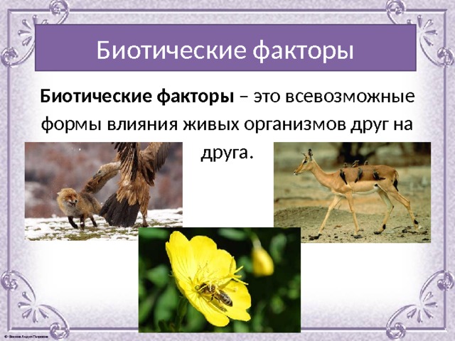 Биотические факторы Биотические факторы – это всевозможные формы влияния живых организмов друг на друга. 