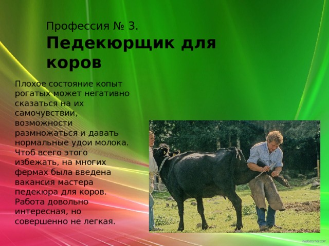 Профессия № 3. Педекюрщик для коров Плохое состояние копыт рогатых может негативно сказаться на их самочувствии, возможности размножаться и давать нормальные удои молока. Чтоб всего этого избежать, на многих фермах была введена вакансия мастера педекюра для коров. Работа довольно интересная, но совершенно не легкая. 