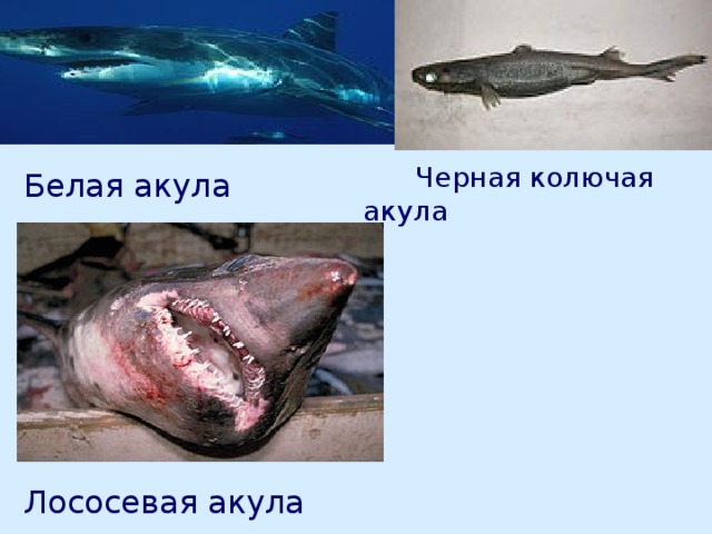  Черная колючая акула Белая акула Лососевая акула 