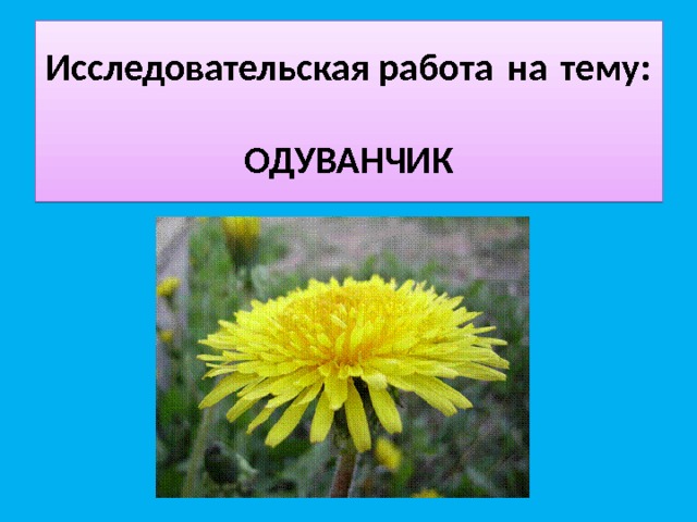 Исследовательская работа на тему:      ОДУВАНЧИК  