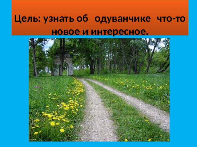  Цель: узнать об  одуванчике  что-то новое и интересное. 