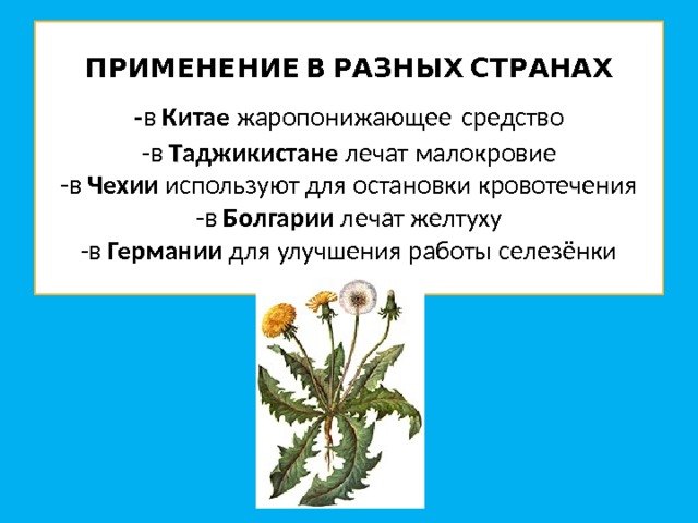 ПРИМЕНЕНИЕ В РАЗНЫХ СТРАНАХ  - в Китае жаропонижающее средство  -в Т аджикистане лечат малокровие  -в Чехии используют для остановки кровотечения  -в Болгарии лечат желтуху  -в Германии для улучшения работы селезёнки 