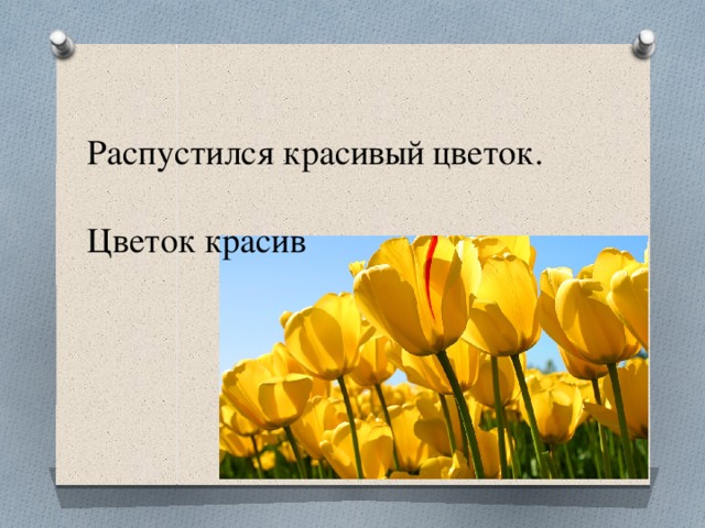 Распустился красивый цветок. Цветок красив 