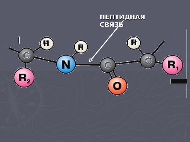 ПЕПТИДНАЯ СВЯЗЬ  