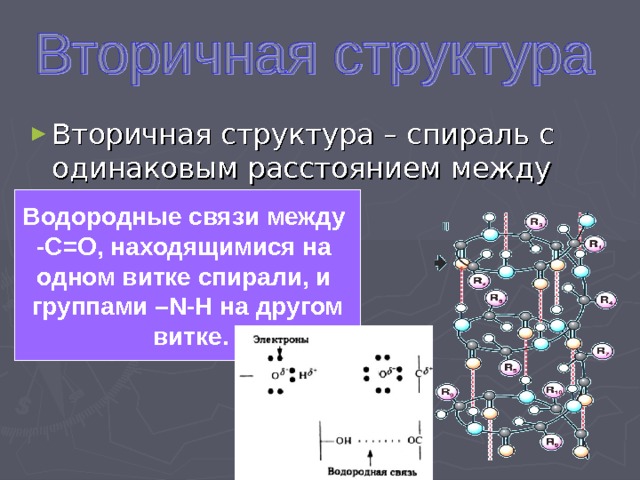 Вторичная структура – спираль с одинаковым расстоянием между витками. Водородные связи между -С=О, находящимися на одном витке спирали, и группами – N-H на другом  витке. 