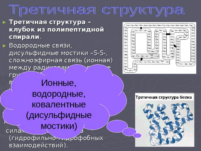 Третичная структура – клубок из полипептидной спирали . Водородные связи, дисульфидные мостики –S-S-, сложноэфирная связь (ионная) между радикалами. Полярные группы COOH и OH взаимодействуют с водой, а неполярные радикалы отталкивают ее, они направлены внутрь глобул.  Радикалы взаимодействуют  между собой благодаря  силам Ван-дер-Ваальса ( гидрофильно-гидрофобных взаимодействий). Ионные, водородные, ковалентные (дисульфидные мостики) 
