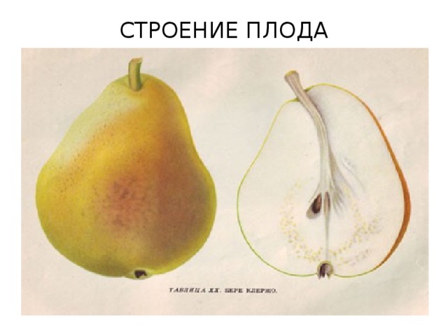 СТРОЕНИЕ ПЛОДА 
