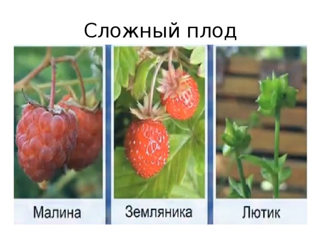 Сложный плод 