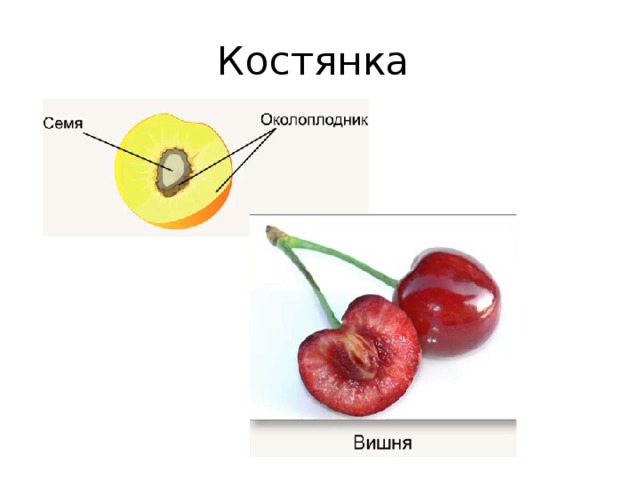 Костянка 