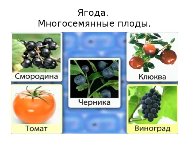 Ягода.  Многосемянные плоды. 