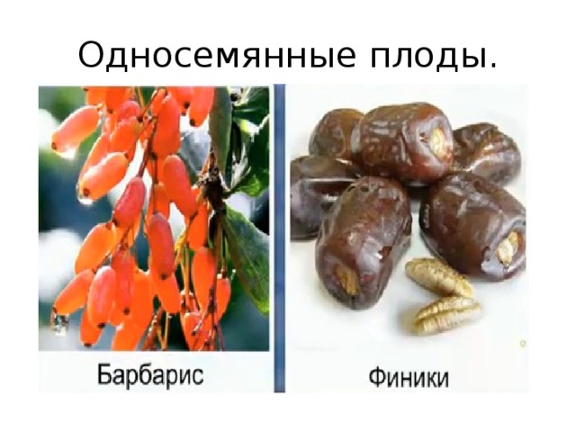 Односемянные плоды. 