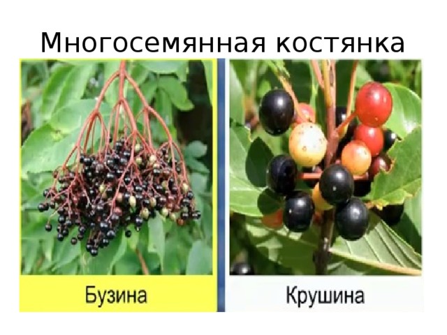 Многосемянная костянка 