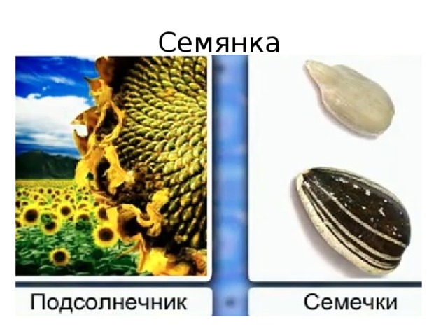 Семянка 