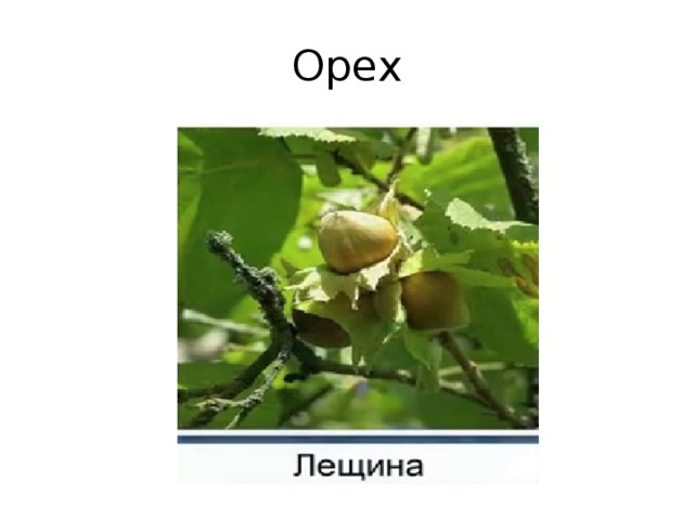 Орех 
