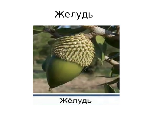 Желудь 