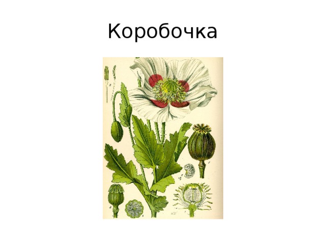 Коробочка 