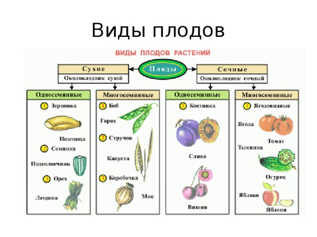 Виды плодов 