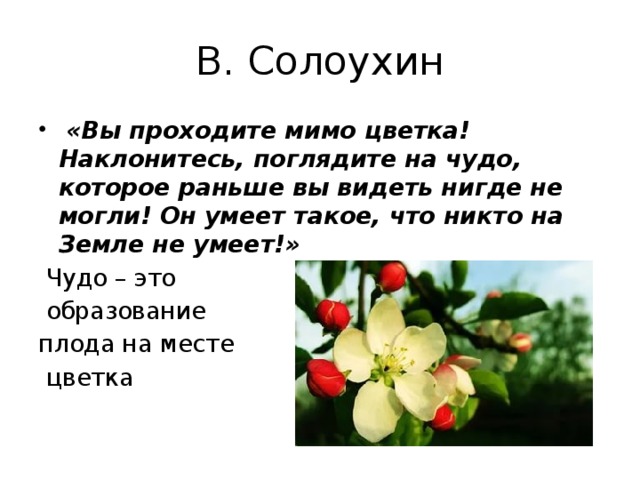 В. Солоухин  «Вы проходите мимо цветка! Наклонитесь, поглядите на чудо, которое раньше вы видеть нигде не могли! Он умеет такое, что никто на Земле не умеет!»  Чудо – это  образование плода на месте  цветка   