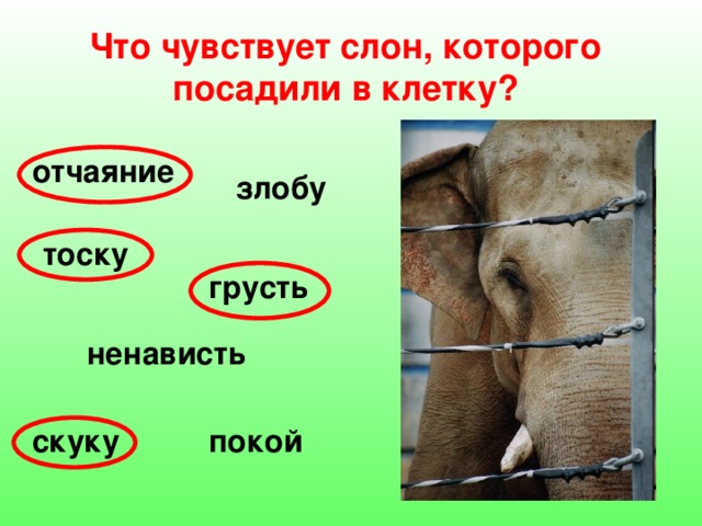 Что чувствует слон, которого посадили в клетку? отчаяние злобу тоску грусть ненависть скуку покой 