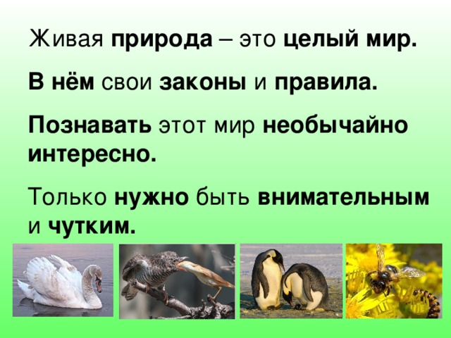 Живая природа – это целый мир. В нём свои законы и правила. Познавать этот мир необычайно  интересно. Только нужно быть внимательным и чутким. 