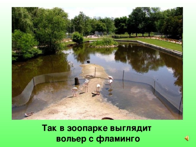 Так в зоопарке выглядит вольер с фламинго 