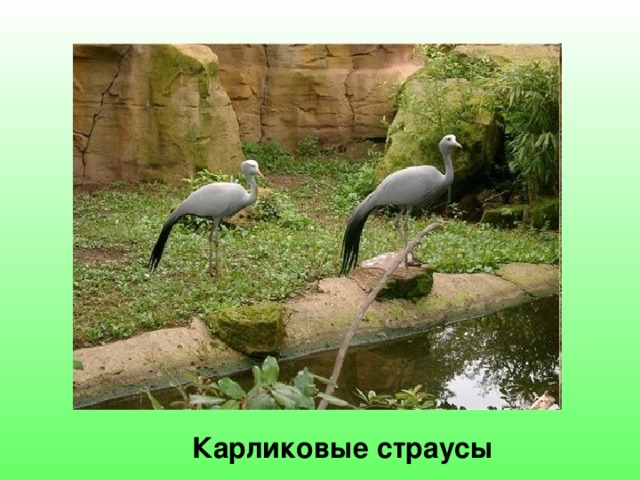 Карликовые страусы 