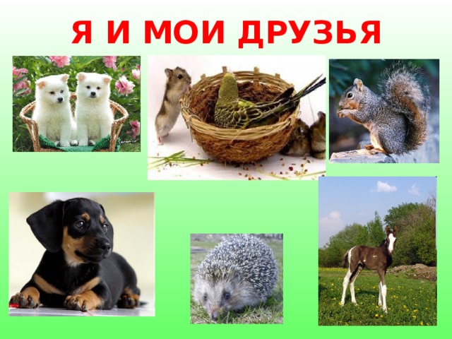Я И МОИ ДРУЗЬЯ 