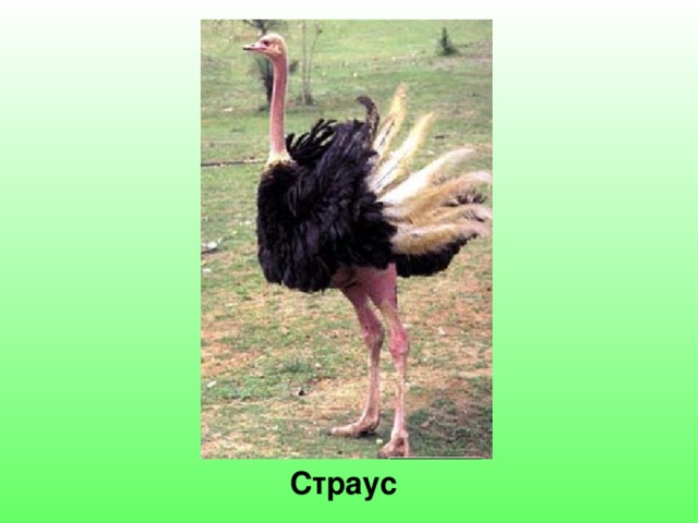 Страус 