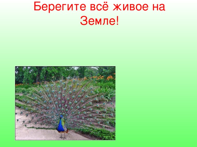 Берегите всё живое на Земле!   
