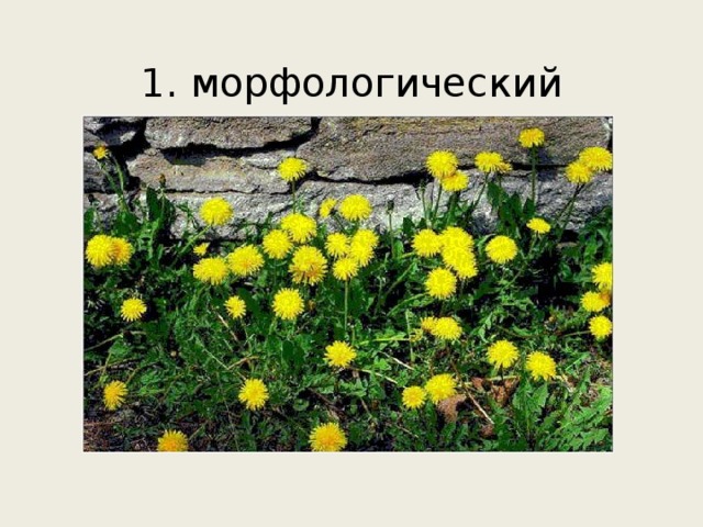  1. морфологический 