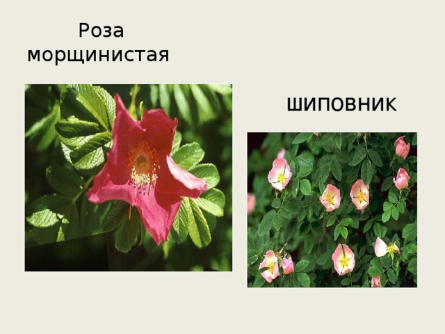 Роза морщинистая шиповник 