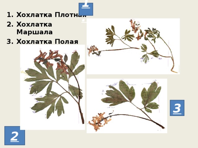 1. Хохлатка Плотная Хохлатка Маршала Хохлатка Полая 3 2 