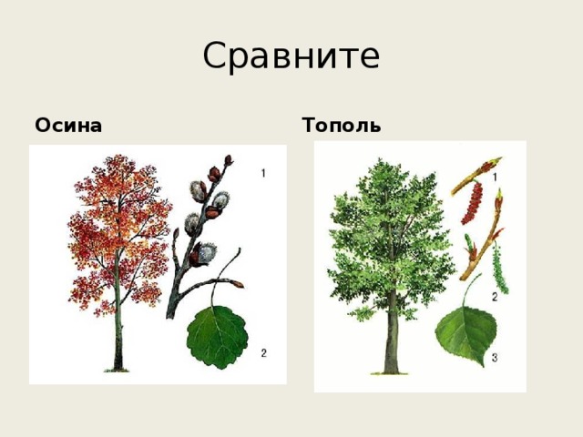 Сравните Осина Тополь 