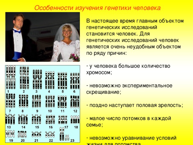 Особенности изучения генетики человека В настоящее время главным объектом генетических исследований становится человек. Для генетических исследований человек является очень неудобным объектом по ряду причин:  у человека большое количество хромосом;   невозможно экспериментальное скрещивание;   поздно наступает половая зрелость;   малое число потомков в каждой семье;   невозможно уравнивание условий жизни для потомства.  