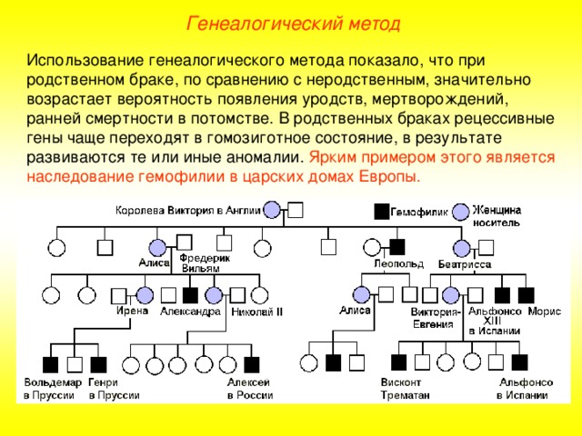 Генеалогический метод Использование генеалогического метода показало, что при родственном браке, по сравнению с неродственным, значительно возрастает вероятность появления уродств, мертворождений, ранней смертности в потомстве. В родственных браках рецессивные гены чаще переходят в гомозиготное состояние, в результате развиваются те или иные аномалии. Ярким примером этого является наследование гемофилии в царских домах Европы.  