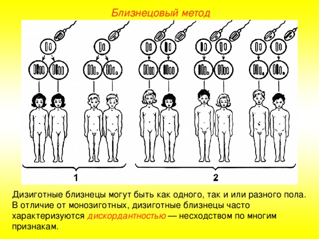 Близнецовый метод Дизиготные близнецы могут быть как одного, так и или разного пола. В отличие от монозиготных, дизиготные близнецы часто характеризуются дискордантностью — несходством по многим признакам.  