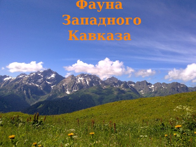                                               Фауна  Западного Кавказа   