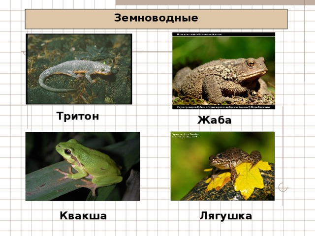 Земноводные Тритон Жаба Лягушка Квакша 