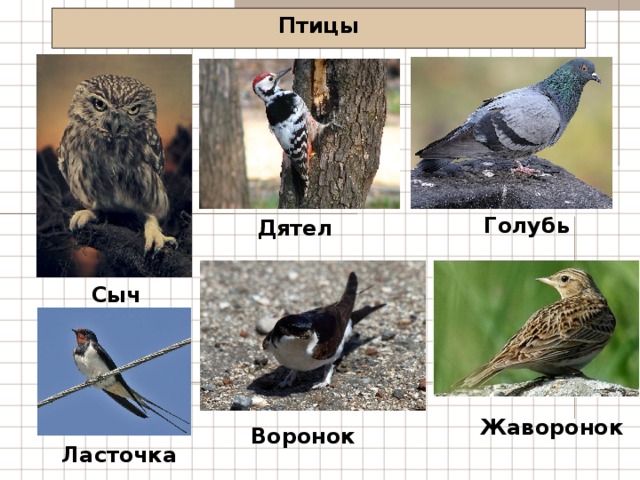 Птицы Голубь Дятел Сыч Жаворонок Воронок Ласточка 