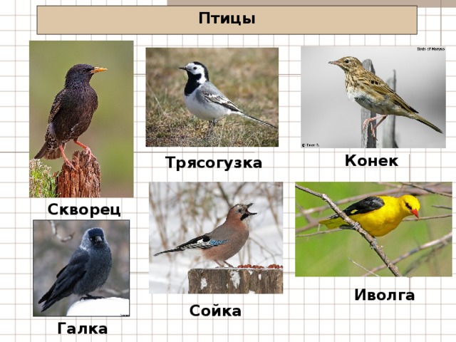 Птицы Конек Трясогузка Скворец Иволга Сойка Галка 