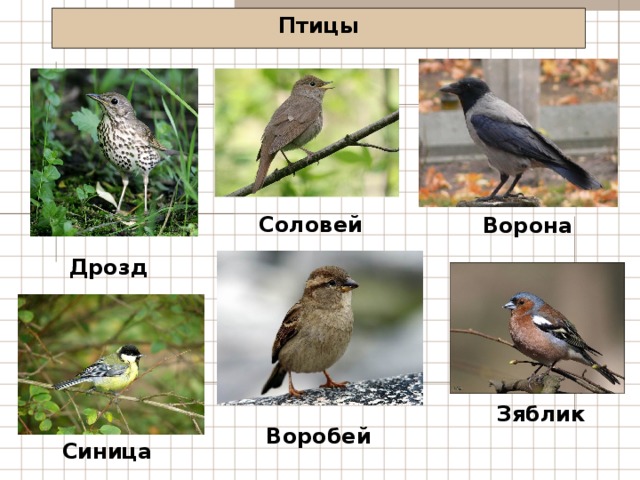 Птицы Соловей Ворона Дрозд Зяблик Воробей Синица 