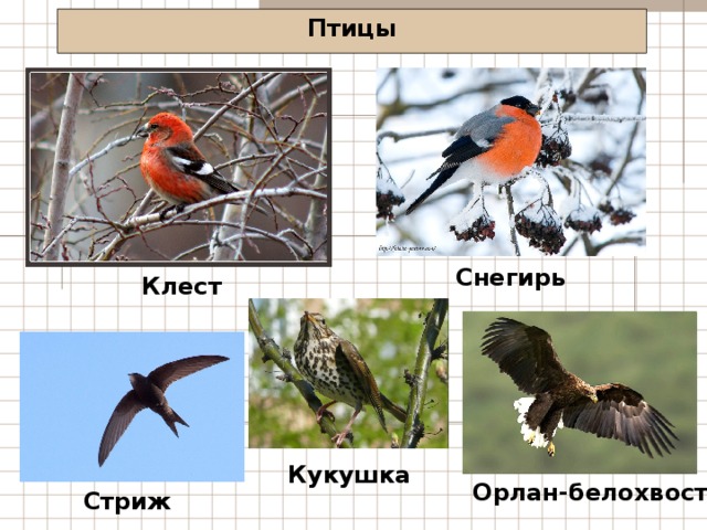 Птицы Снегирь Клест Кукушка Орлан-белохвост Стриж 