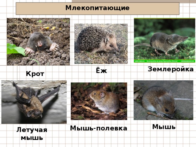 Млекопитающие Землеройка Ёж Крот Мышь Мышь-полевка Летучая мышь 